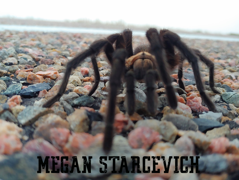 Megan Tarantula Hunter seconews.org 